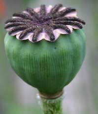 Stempel-Mohn.jpg